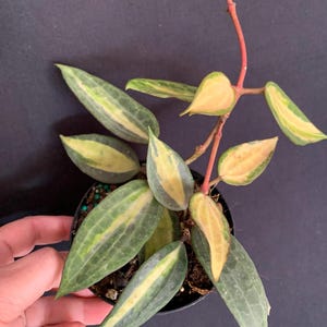 May include: A potted Hoya plant with green and yellow variegated leaves. The leaves are oval-shaped with a prominent central vein. The plant has a reddish-pink stem and is set against a dark background.