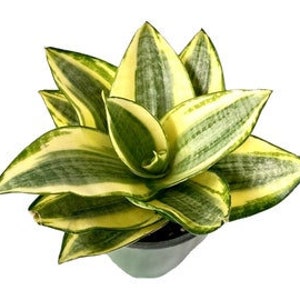 Dwarf Sansevieria Trifasciata 'Golden Hahnii' in 4" pot (ships bareroot) | Birds Nest Snake Plant | Easy Care | Low Light Tolerant