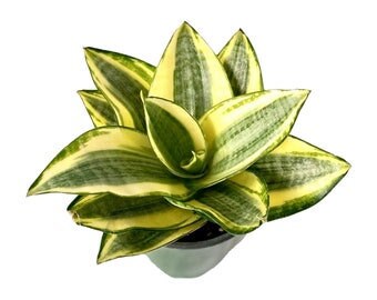 Dwarf Sansevieria Trifasciata 'Golden Hahnii' in 4" pot (ships bareroot) | Birds Nest Snake Plant | Easy Care | Low Light Tolerant