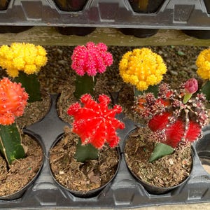 May include: A collection of potted cacti with vibrant, colorful blooms. The cacti feature bright yellow, red, and pink flowers atop green stems. The pots are arranged in a black tray, showcasing a variety of desert plants.