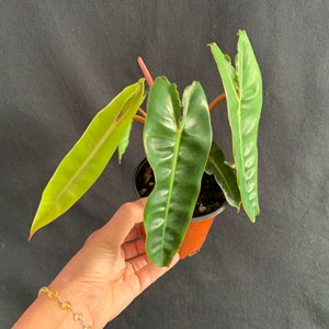 May include: A green houseplant with large, dark green leaves in a brown pot. The plant has a few new leaves that are a lighter green color.