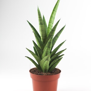 Sansevieria Francisii in 4&quot; pot (ships bareroot) | Snake Plant | Mother-In-Law&#39;s Tongue | Easy Care Low Light Air Purifier