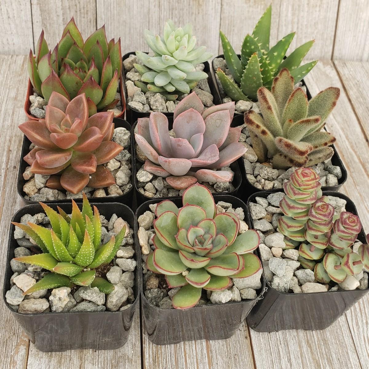 9 Assorted Succulents - Set of 9 in 2