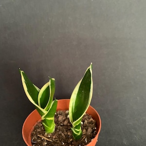 pothos epipremnum pinnatum albo variegata Epipremnum Pinnatum | Variegated Dragon Tail | 6