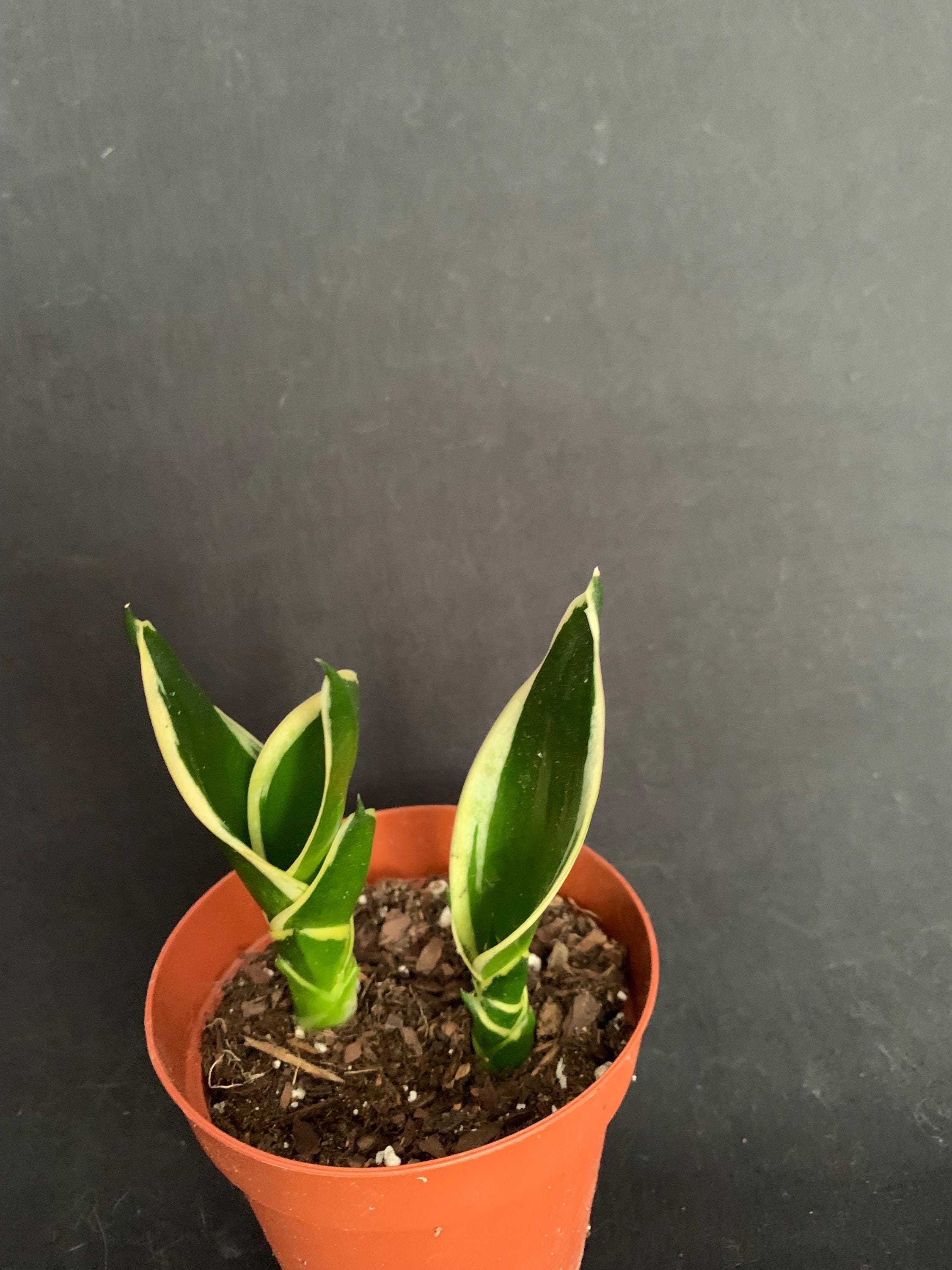 succulents unique Succulent Surprise 6-pack: Colorful, Cute & Carefree Plants - No Duplicate  Succulents - (2" Pots)
