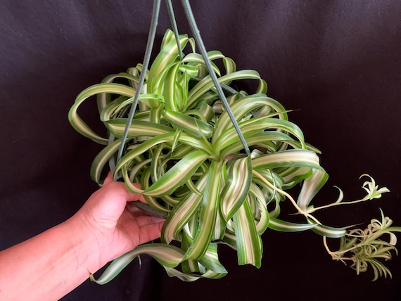 Large Curly Variegated Spider Plant 'bonnie' in 6" Pot (ships Bareroot) |  Chlorophytum Comosum Hanging Basket Plant | Easy Care Air Purifier - Etsy