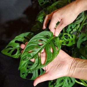 以下が含まれることがあります： 人の手が、葉に穴の開いた大きな緑の葉の植物を持っています。この植物は、モンステラ・アダンソニー、別名スイスチーズプラントです。