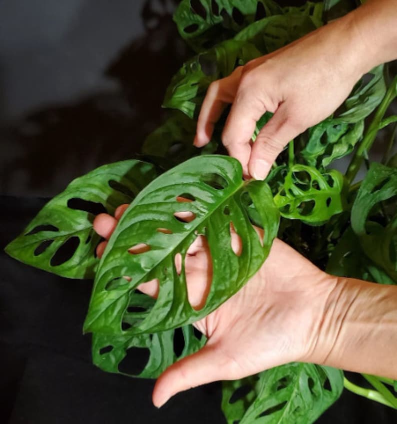 以下が含まれることがあります： 人の手が、葉に穴の開いた大きな緑の葉の植物を持っています。この植物は、モンステラ・アダンソニー、別名スイスチーズプラントです。