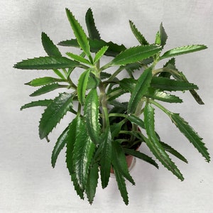 May include: A top-down view of a green plant with long, serrated leaves. The plant is in a small brown pot, set against a white background. The leaves are a vibrant green color, with a glossy texture. The plant appears healthy and well-cared for.