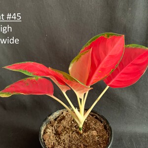 Aglaonema 'red King' in 6 Pot Red Pink Chinese Evergreen Rare Tropical ...
