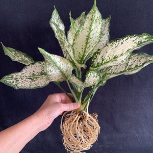 Aglaonema Snow White in 4&quot; pot (aka Osaka, First Diamond, Spring Snow Chinese Evergreen) Easy Care Low Light
