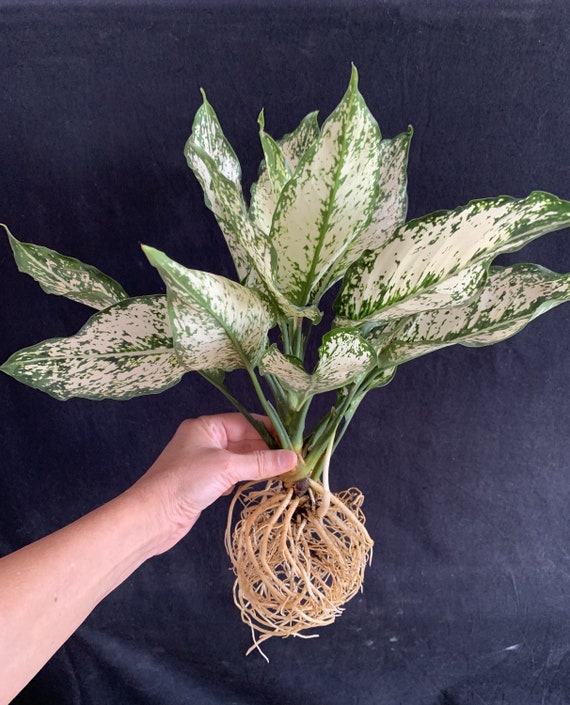 Aglaonema Snow White in 4" Pot (aka Osaka, First Diamond, Spring Snow  Chinese Evergreen) Easy Care Low Light - Etsy