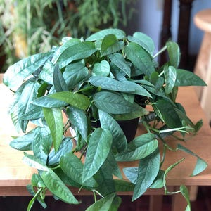 May include: A lush, green houseplant with large, textured leaves. The plant is in a black pot and sits on a wooden table. The leaves have a slight blue-green hue and are arranged in a cascading pattern.
