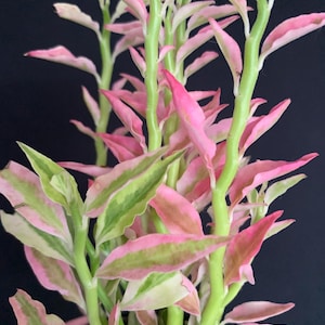 May include: A Pedilanthus tithymaloides variegatus plant featuring upright, light green stems and variegated leaves with vibrant pink, cream, and green coloration. The plant displays a zigzag growth pattern with pointed, lance-shaped foliage.