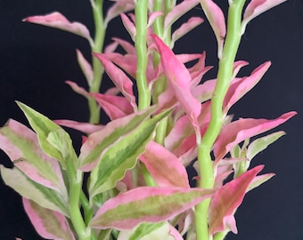 Pink Variegated Devils Backbone Plant in 4" pot (ships bareroot) Euphorbia tithymaloides Variegata=Pedilanthus tithymaloides Succulent