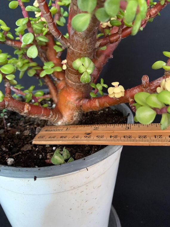 Exact Plant A! RARE PINK VARIEGATION! Large Portulacaria Afra