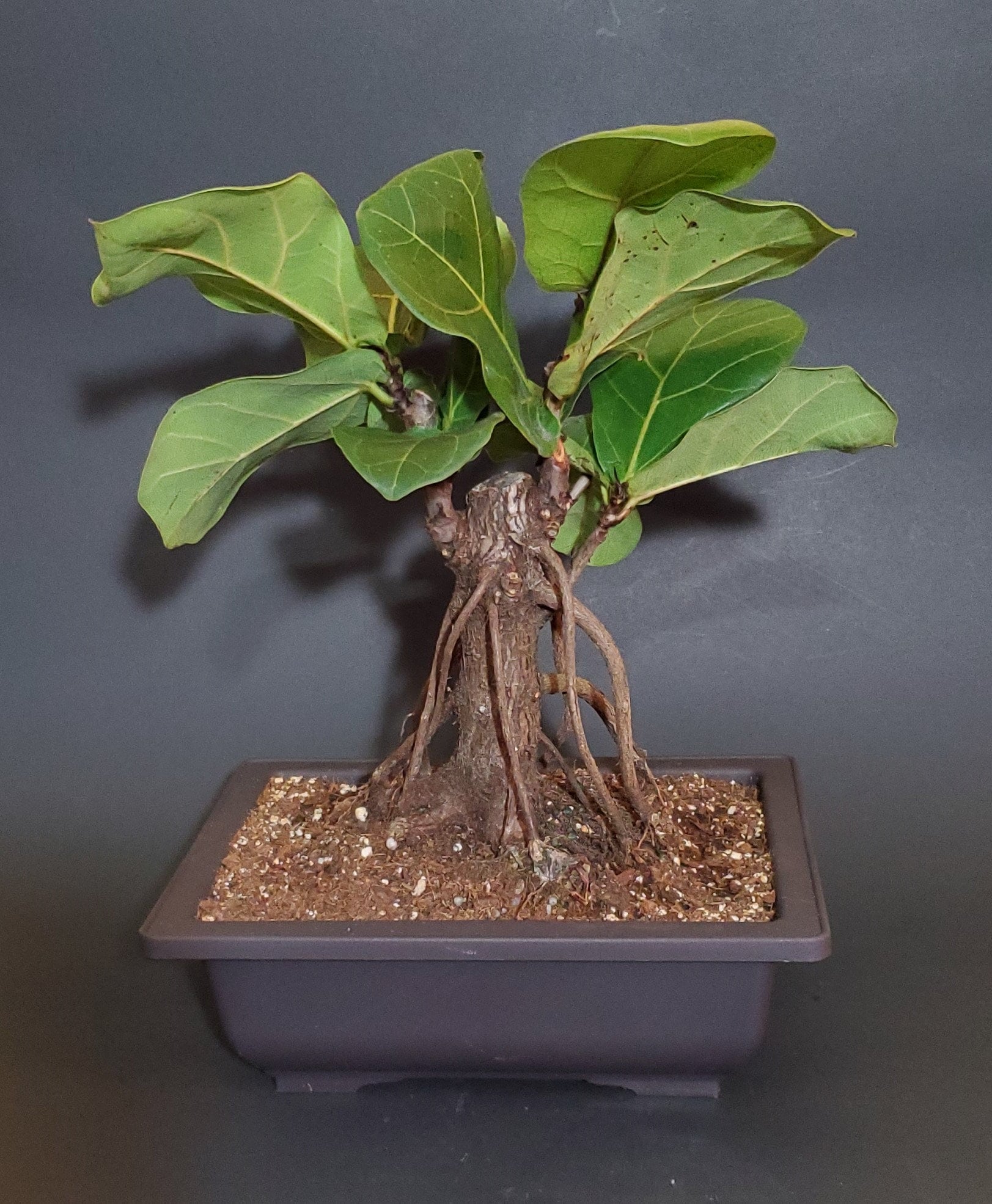 Raro Ficus Lyrata Bonsai Prebonsai Pandurata Fiddle Leaf Etsy