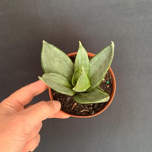 Sansevieria Dancing Dragon - Etsy