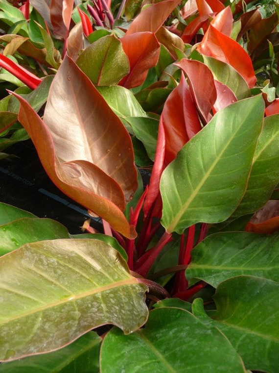 philodendron green wonder pflege Philodendron Grünes Wunder - 100cm