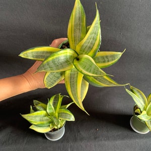 May include: Three potted snake plants with variegated green and yellow leaves. One plant is held by a hand, while two smaller plants sit on a dark background. The leaves have a pointed, star-like shape.