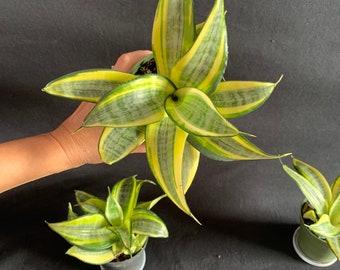 May include: Three potted snake plants with variegated green and yellow leaves. One plant is held by a hand, while two smaller plants sit on a dark background. The leaves have a pointed, star-like shape.