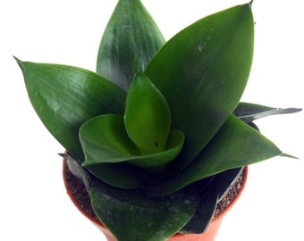 Dwarf Sansevieria Hahnii &#39;Jade Star&#39; in 4&quot; pot (ships bareroot) | Birds Nest=Snake Plant=Dracaena trifasciata | Easy Care Low Light