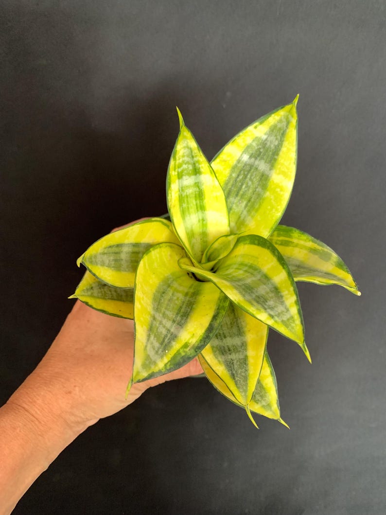 LivingPlantDesigns Sansevieria Trifasciata - Thumbnail 3