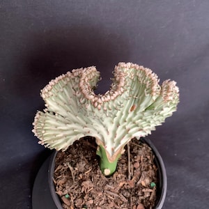 May include: A crested Euphorbia lactea succulent with a pale green and white fan-shaped body featuring pink-tinged edges. The plant is rooted in dark soil within a black plastic pot, displaying a unique, wavy, and ruffled growth pattern.