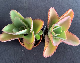 SALE! 2 Mexican Hat Kalanchoes in 2" pot (ship bareroot) | Kalanchoe daigremontiana Mother of Thousands Alligator plant | Easy Care Red Tips