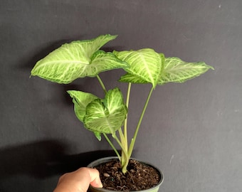 alocasia macrorrhiza variegata Alocasia Macrorrhiza Variegata