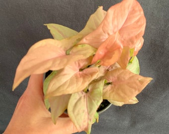 Syngonium Pink Splash in 4" pot (ships bareroot) | Rare Variegated Tropical Trailing Plant Foliage Ground Cover