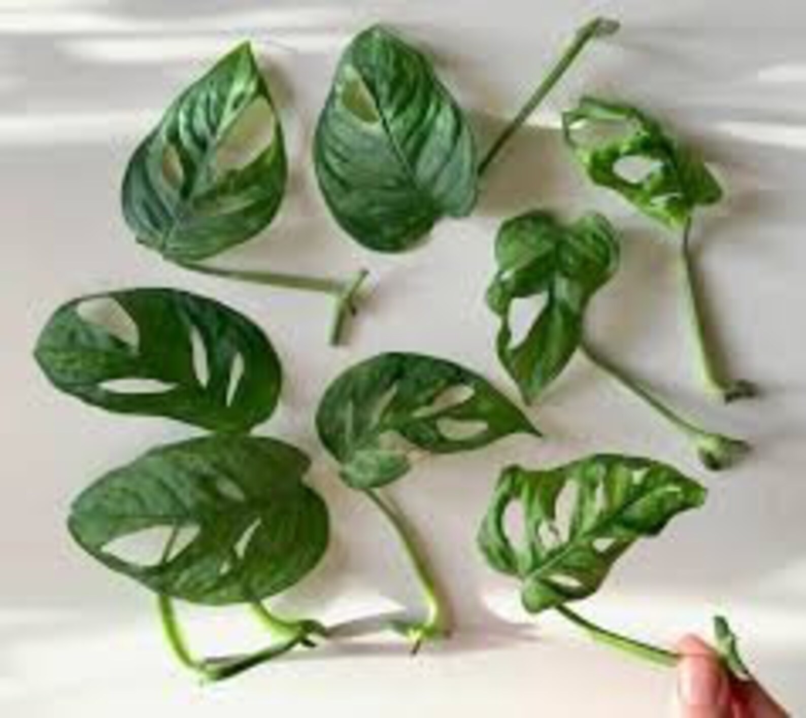 Monstera Adansonii Wide Leaf Form Cuttings Swiss Cheese Vine | Etsy