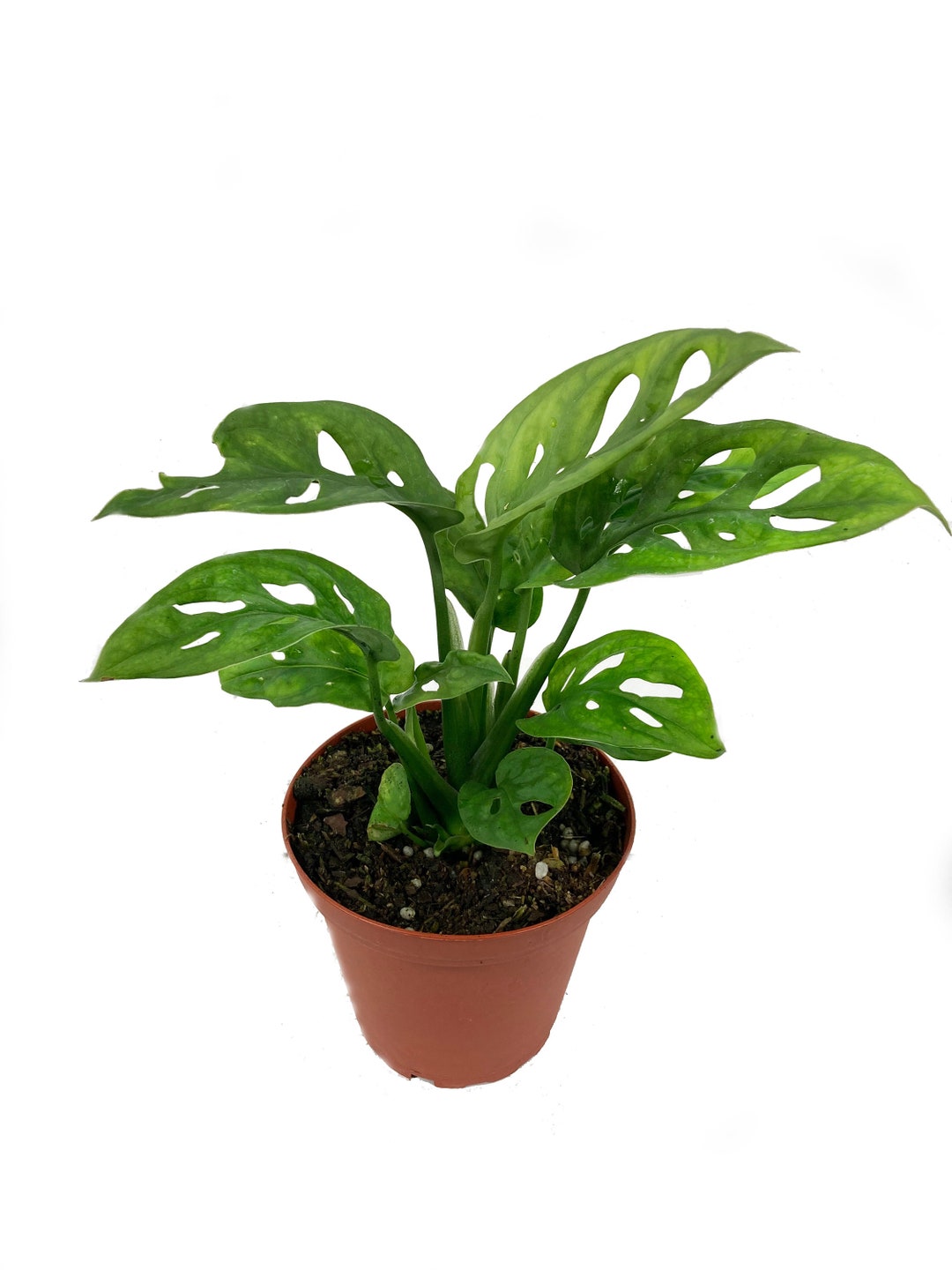 Swiss Cheese Plant in 4 Pot Monstera Adansonii Rare Tropical Foliage