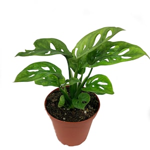 May include: A small potted plant with green leaves that have many holes in them. The plant is in a brown plastic pot.