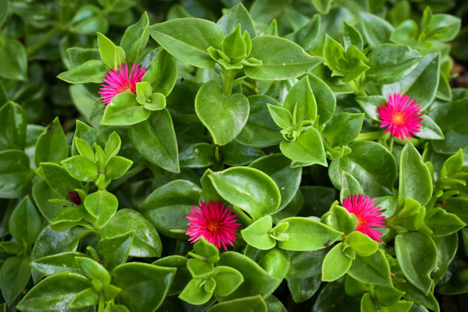 Aptenia red apple plant