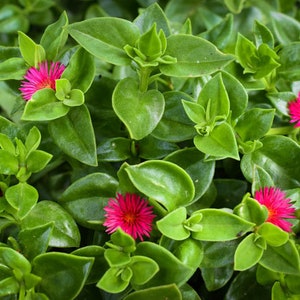 Aptenia Cordifolia Red Apple or Baby Sun Rose 3.5" pot & cuttings | Ice Plant | Trailing Live Succuent Plant| Perennial| Ground Cover