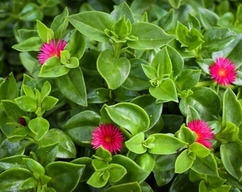 Aptenia Cordifolia Red Apple or Baby Sun Rose 3.5" pot & cuttings | Ice Plant | Trailing Live Succuent Plant| Perennial| Ground Cover