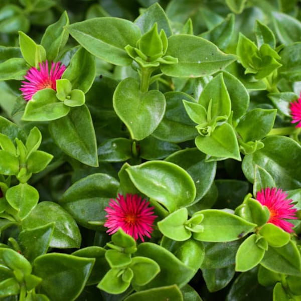 Aptenia Cordifolia Red Apple or Baby Sun Rose 3.5" pot & cuttings | Ice Plant | Trailing Live Succuent Plant| Perennial| Ground Cover