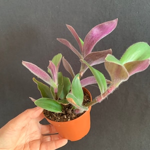 Tradescantia blossfeldiana Baby Bunny Bellies or Red Hill in 4&quot; pot (ships bareroot) | Purple Fuzzy Vine Hanging Basket Trailing Plant