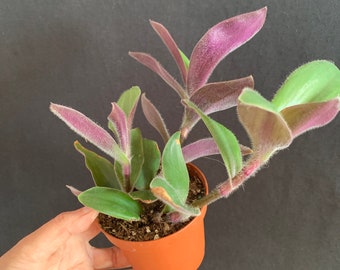 Tradescantia blossfeldiana Baby Bunny Bellies or Red Hill in 4" pot (ships bareroot) | Purple Fuzzy Vine Hanging Basket Trailing Plant