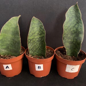 Exact Plant! Sansevieria Masoniana 'Whale Fin' in 4" pot (ships bareroot)