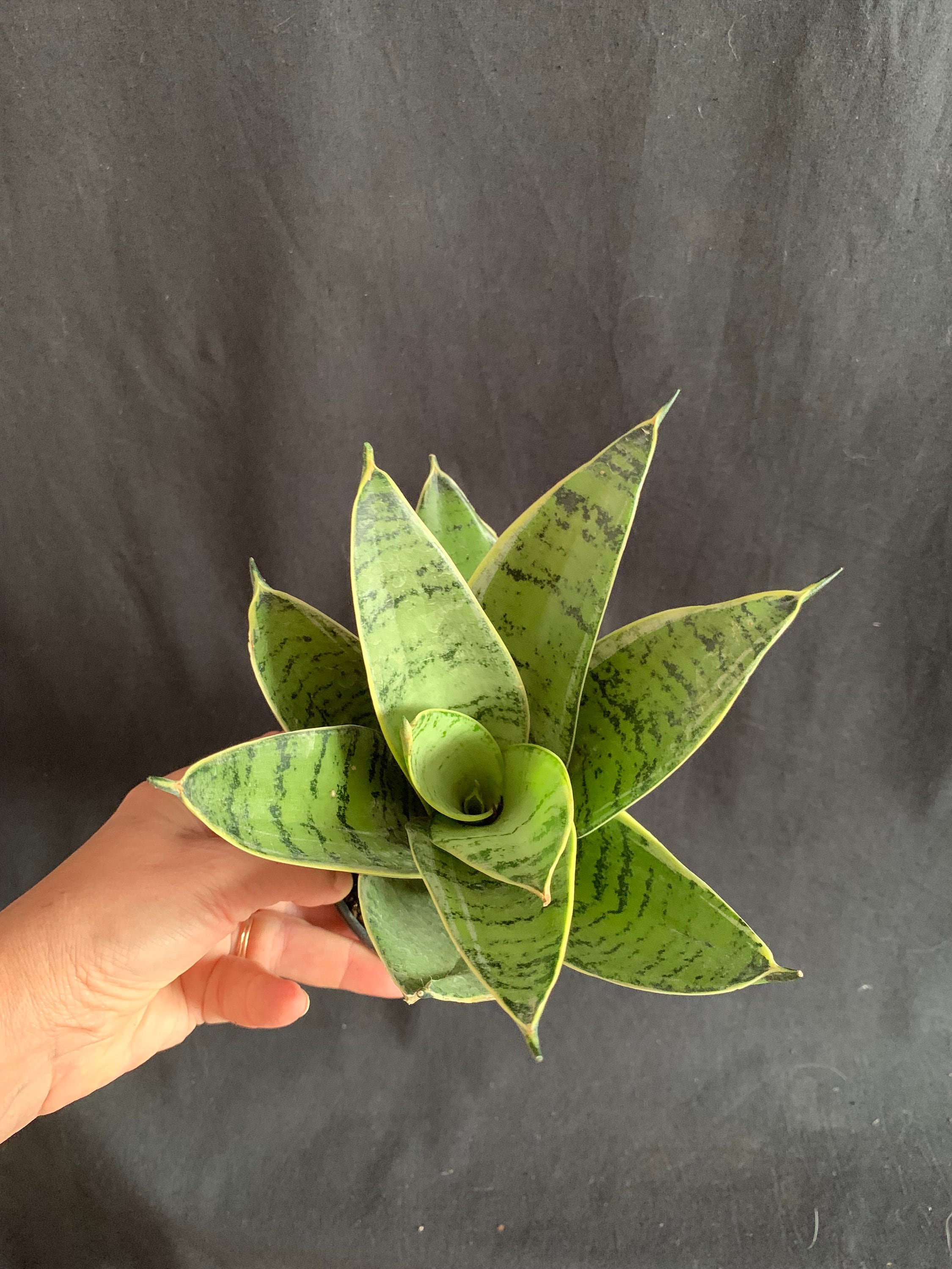 Night Owl Dwarf Sansevieria Trifasciata Hahnii in 4" Pot (ships Bareroot)  Birds Nest Snake Plant Easy Care Low Light - Etsy