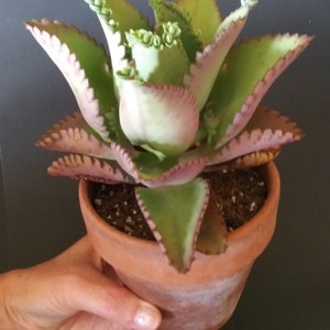 May include: A green and pink succulent plant with scalloped leaves in a terracotta pot.