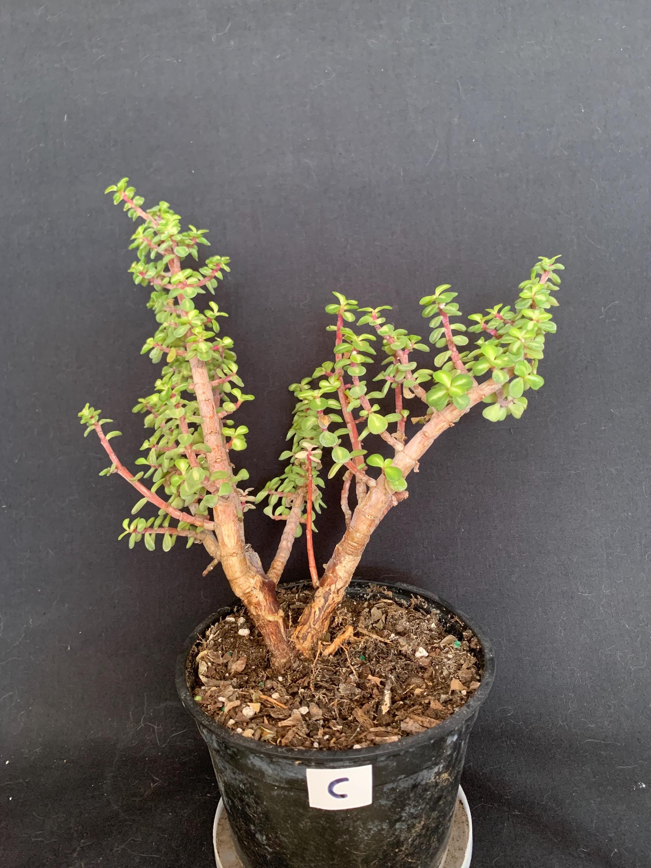 Exact Plant! RARE PINK VARIEGATION! Large Portulacaria Afra 'rainbow' Pre- bonsai in 1ga Pot (ships Bareroot) |elephant Bush Dwarf Jade - Etsy
