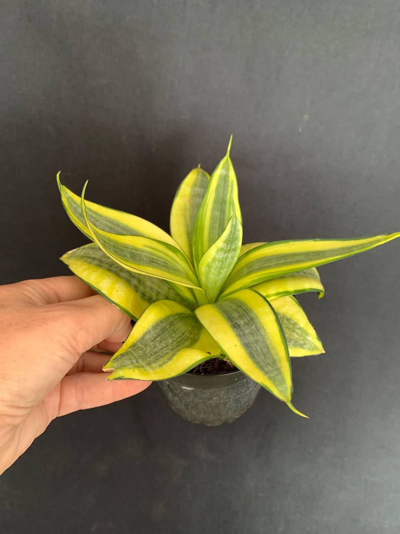 LivingPlantDesigns Sansevieria Trifasciata - Thumbnail 2