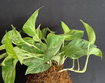 Marble Queen Pothos Kokedama Bonsai - Japanese traditional indoor garden technique - Moss Ball - Epipremnum aureum Live Plant