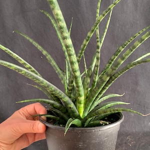 Large Sansevieria Fernwood Mikado in 6&quot; pot  (ships bareroot) | Snake Plant | Mother-in-Law&#39;s Tongue | Easy Care Shade Air Purifier