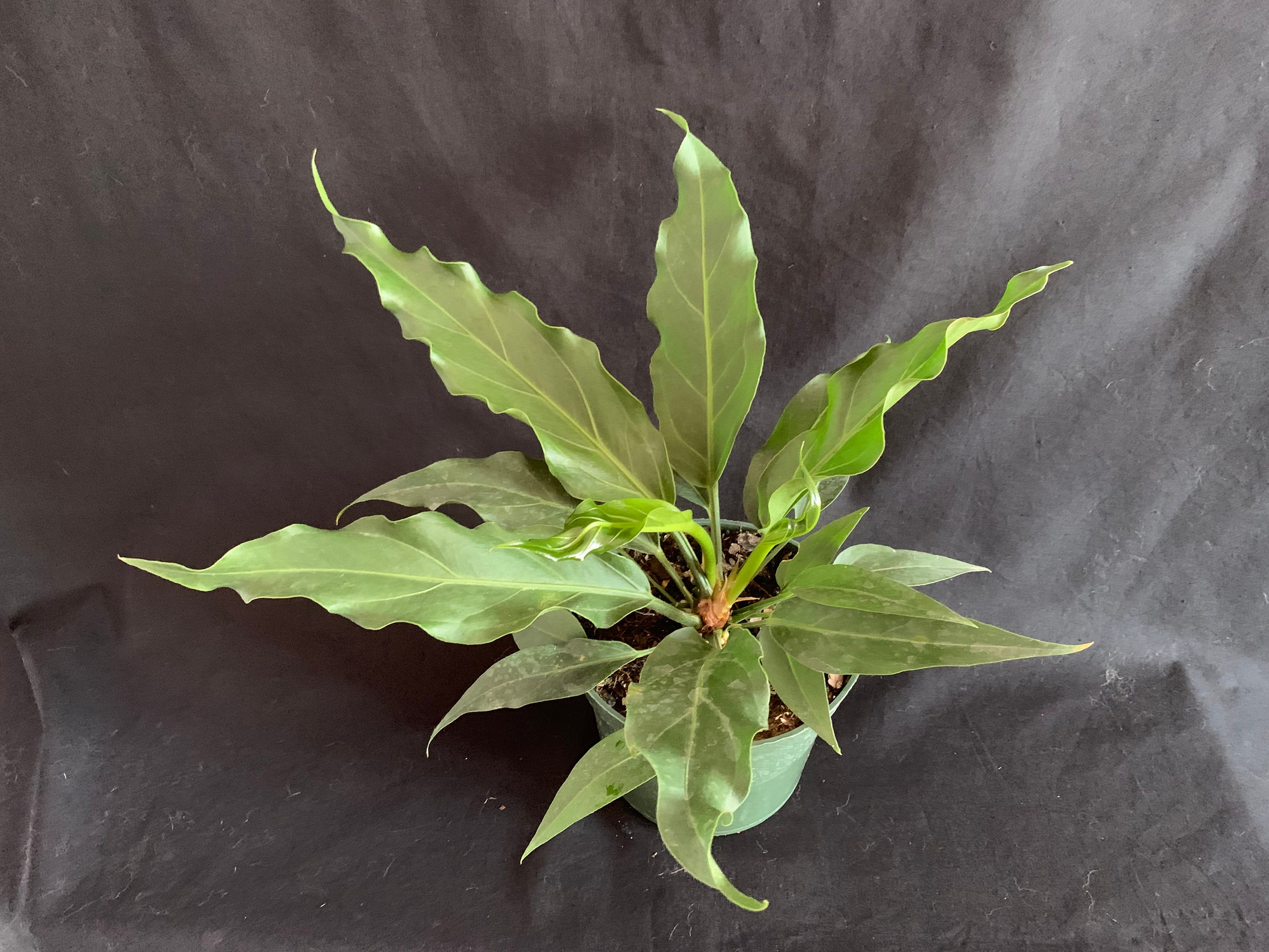 Hookeri Bird's Nest Anthurium in 6" Pot | Exotic Rainforest Rare Tropical  Plant - Etsy