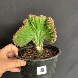 Exact plant B! Purple Crested ‘Mermaid Fin’ Euphorbia in 6" pot | E Lactea Crestata Variegata Rare Colorful Variegated Grafted Cactus