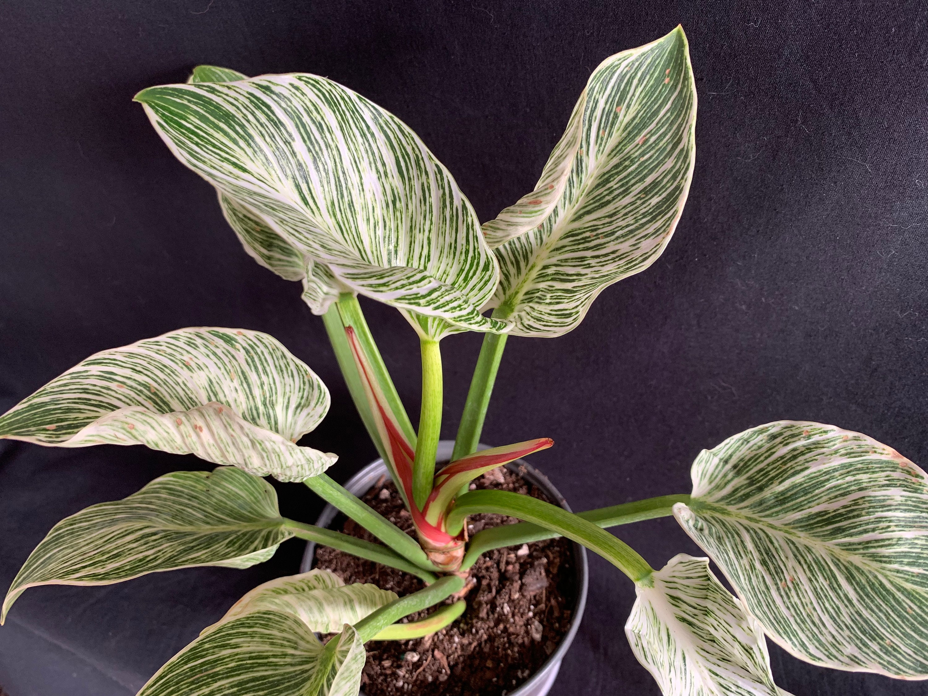 Philodendron Birkin in 6" pot (ships bareroot) | Rare Tropical Plant Easy Care Low Light Requirement